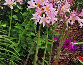 Confezione da 3 bulbi di Giglio a sorpresa Giglio magico Giglio misterioso Giglio nudo Giglio della resurrezione Giglio del sesamo Lycoris squamigera