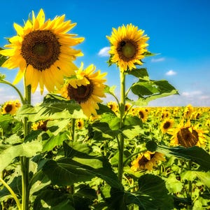Sunflower Field Kansas • Print | Canvas | Metal | Framed • Country, Farm, Botanical, Country, Nature, Photography, Picture, Wall Art, Decor