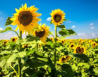 Puede incluir: Un campo de girasoles bajo un cielo azul brillante. Los girasoles, con sus pétalos amarillos y centros marrones oscuros, están en plena floración. También se ven hojas y tallos verdes. La imagen está tomada en un día soleado.