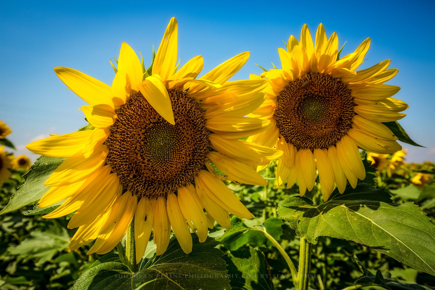 Country Photography Print Picture of a Pair of Large 