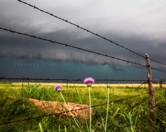 May include: A field of green grass with a barbed wire fence in the foreground.  The sky is dark and stormy with a hint of blue in the distance.  There are three pink wildflowers growing in the field.