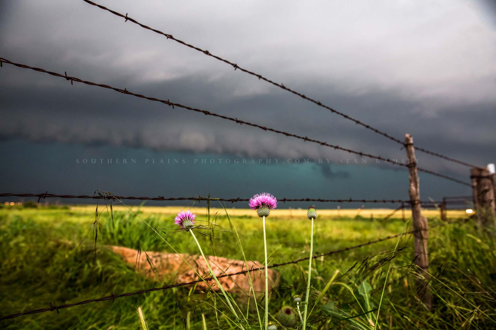 Impresión fotográfica de cerca de alambre de púas: Texas Pink Thistle Storm  Farm Country Rural Landscape Canvas Metal Framed Picture Photo Wall Art  Decor - Etsy México, image size:2048x1365