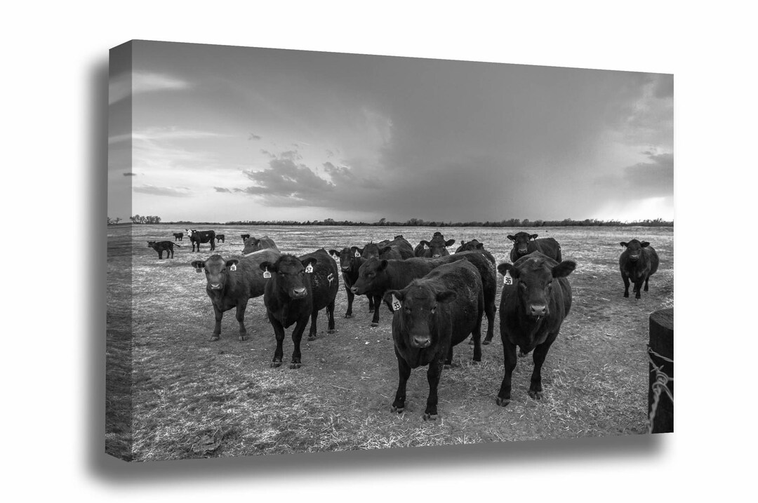 Cow Canvas Wall Art ready to Hang Black and White Gallery Wrap of Angus