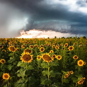 Country Photography Print - Picture of Sunflower Field in Storm in Kansas Fall Thunderstorm Nature Wall Art Autumn Farmhouse Decor