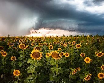 Country Photography Print - Picture of Sunflower Field in Storm in Kansas Fall Thunderstorm Nature Wall Art Autumn Farmhouse Decor