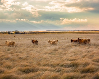 Cow Photography Print: Texas Cattle Prairie Landscape Great Plains Autumn Western Scenery Canvas Metal Framed Picture Photo Wall Art Decor