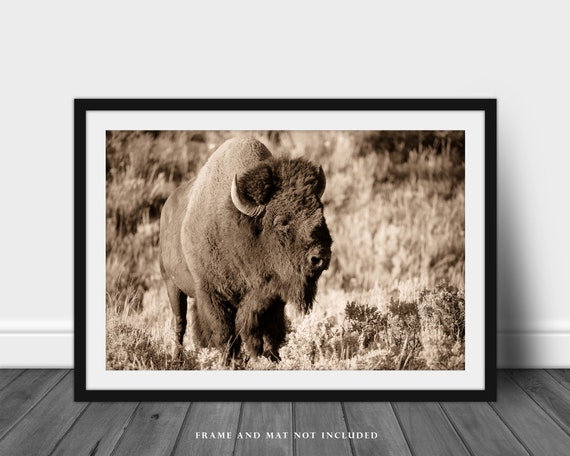 Bison Photography Art Print Black And White Portrait Of Buffalo On Oklahoma Plains Wildlife Home Decor 5x7 To 40x60 Photographs Home Kitchen