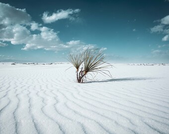 Desert Photography Print - Picture of Yucca Plant in Sand at White Sands National Park New Mexico Retro Cool Wall Art Southwestern Decor