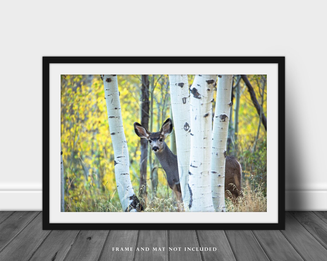 Wildlife Photography Wall Art Print Picture of Young Mule Etsy