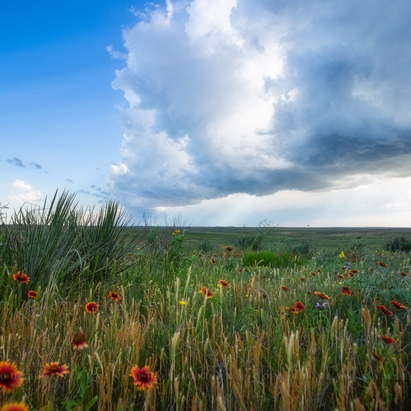 Great Plains Photography Print - Picture of Wildflowers on Stormy Spring Day in Texas Panhandle Landscape Wall Art Prairie Nature Decor