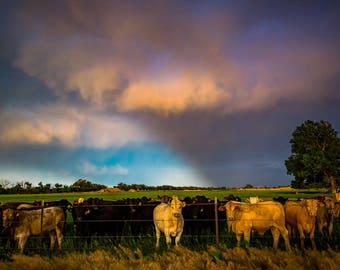 Cow Photography Print - Picture of Cattle at Barbed Wire Fence as Light Breaks Through Stormy Sky in Kansas Country Wall Art Western Decor