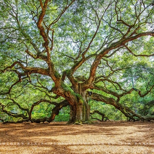 Nature Photography Print - Picture of Angel Oak Tree near Charleston South Carolina Lowcountry Wall Art Southern Decor