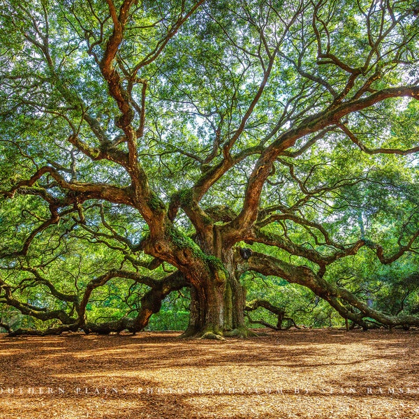 Nature Photography Print - Picture of Angel Oak Tree near Charleston South Carolina Lowcountry Wall Art Southern Decor