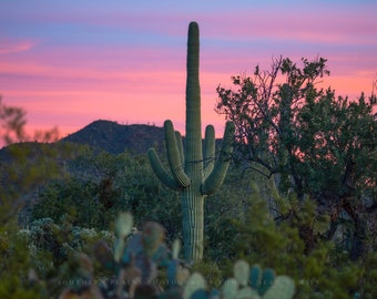 Southwestern Photography Print - Picture of Saguaro Cactus in Sonoran Desert near Tucson Arizona Landscape Wall Art Western Succulent Decor