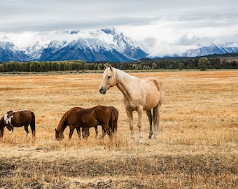 Horse Wall Art - Picture of Palomino Horse on Autumn Day in Grand Teton National Park - Western Photography Photo Print Artwork Decor