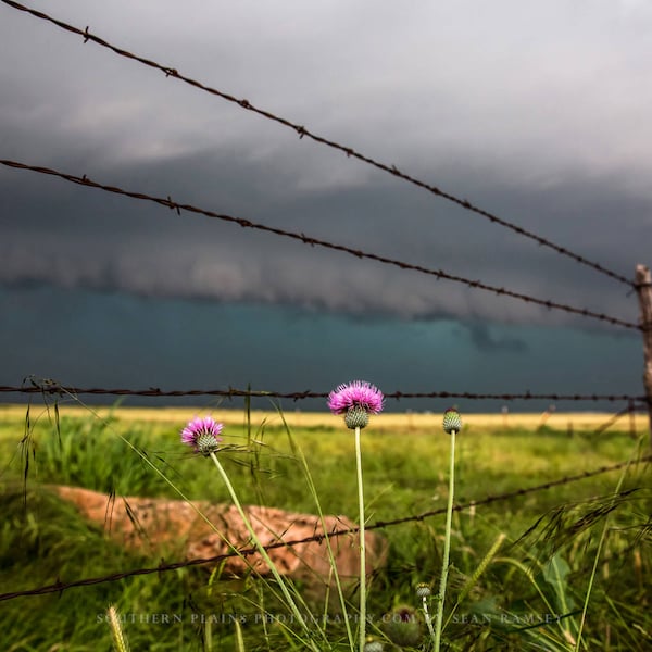 Country Photography Print - Picture of Pink Thistle Along Barbed Wire Fence on Stormy Day in Texas Western Wall Art Farmhouse Decor