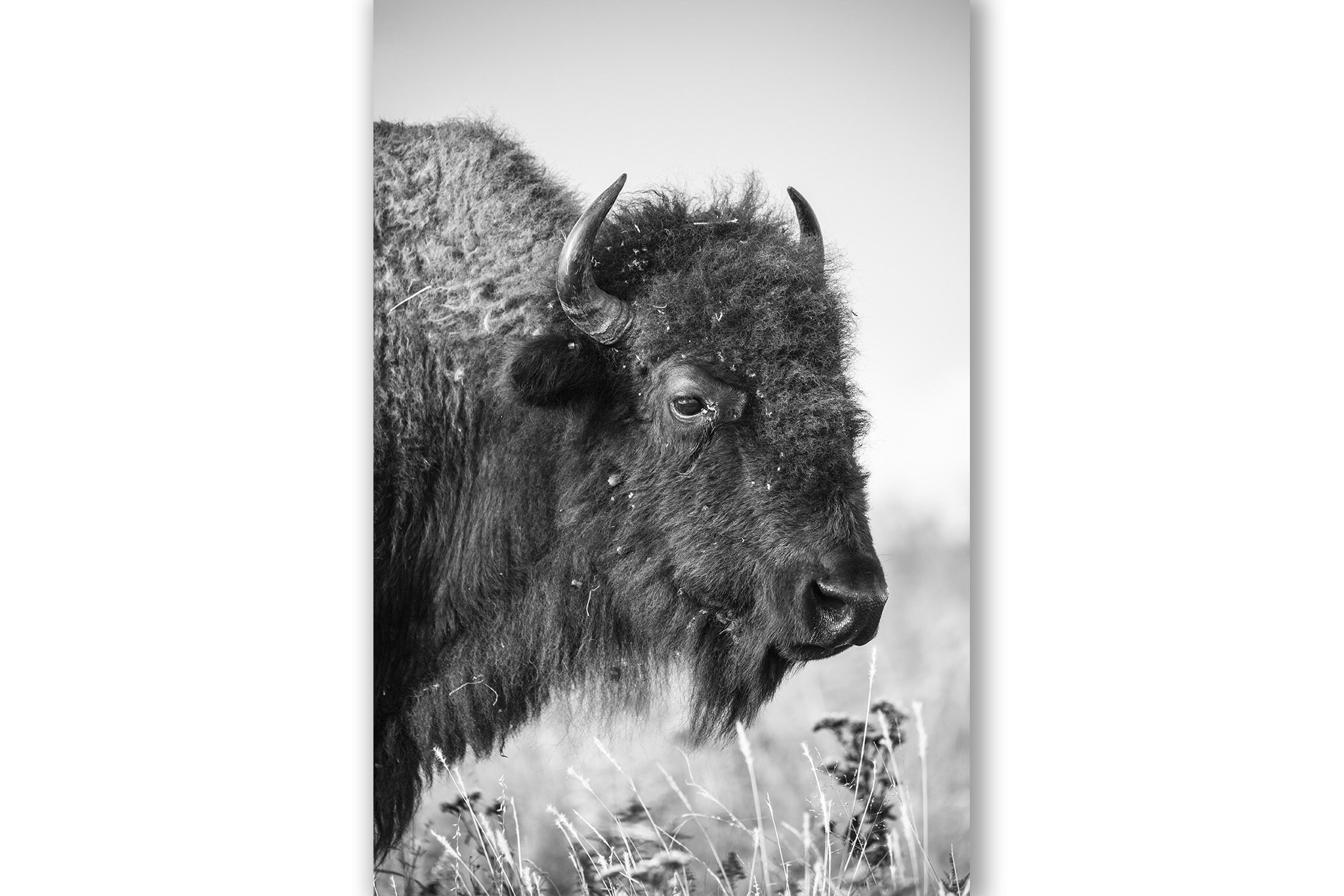 Western Fotografie Druck Vertikal schwarz weiß Bild von Büffel auf  Tallgrass Prairie in Oklahoma Bison Wall Art Wildlife Decor -  Schweiz