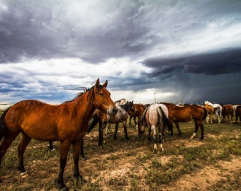 Equine Photography Print - Picture of Horse Watching Over Herd on Stormy Day in Oklahoma Animal Wall Art Farm and Country Decor