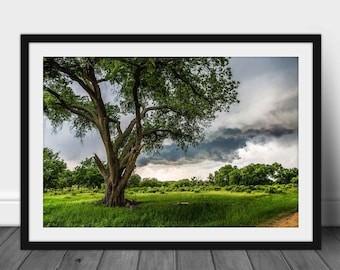 Framed Nature Print (Ready to Hang) Picture of Tall Cottonwood Tree in Thunderstorm on Spring Day in Texas Storm Wall Art Country Decor