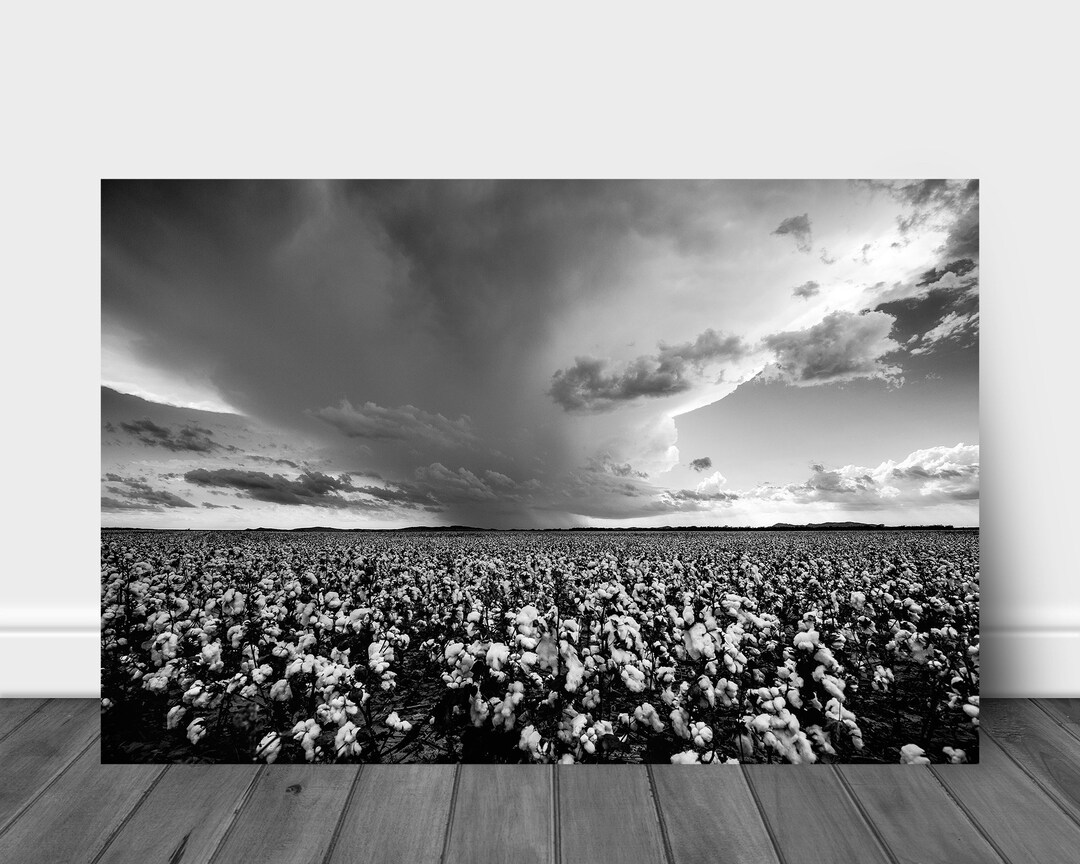 Black and White Wall Art Aluminum Metal Print of Storm Over Cotton Field in Oklahoma Country