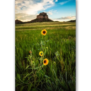 Great Plains Photography Print - Vertical Picture of Sunflowers and Bluff in Nebraska Prairie Wall Art Portrait Western Flower Decor