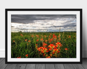 Framed and Matted Photography Print - Picture of Indian Paintbrush Wildflowers on Stormy Day in Oklahoma Flower Wall Art Floral Nature Decor