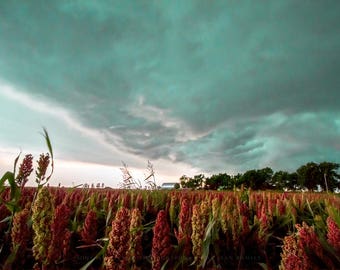 Country Photography Print - Picture of Storm Advancing Over Colorful Maize Field in Oklahoma - Farm Photo Artwork Farmhouse Decor