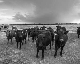 Cow Photography Print - Black and White Picture of Angus Cattle Herd and Storm in Kansas Country Wall Art Farmhouse Decor