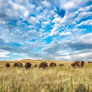 Buffalo Photography Print - Picture of Bison Herd Grazing on Tallgrass Prairie in Oklahoma Great Plains Wall Art Western Decor