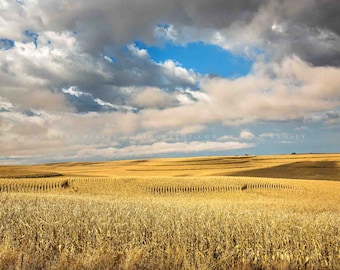 Farm Photography Print - Picture of Golden Terraced Corn Fields on Autumn Day in Iowa Great Plains Wall Art Farmhouse Decor