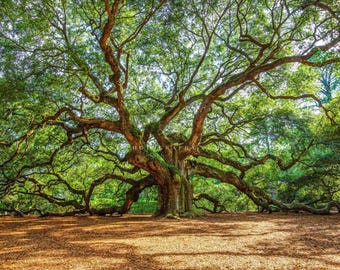 Angel Oak Tree Photography Print: South Carolina Johns Island Charleston SC Lowcountry Canvas Metal Framed Picture Photo Wall Art Decor