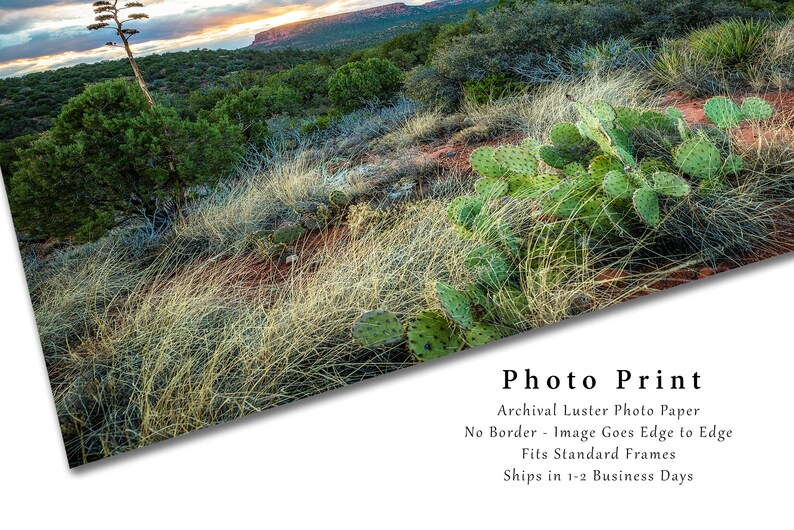 Southwestern Photography Print Picture of Desert Landscape at Sunset near Sedona Arizona Cactus Wall Art Western Decor image 2