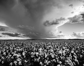 Black and White Photography Print - Picture of Storm Cloud Over Cotton Field in Oklahoma Thunderstorm Wall Art Farm Country Decor