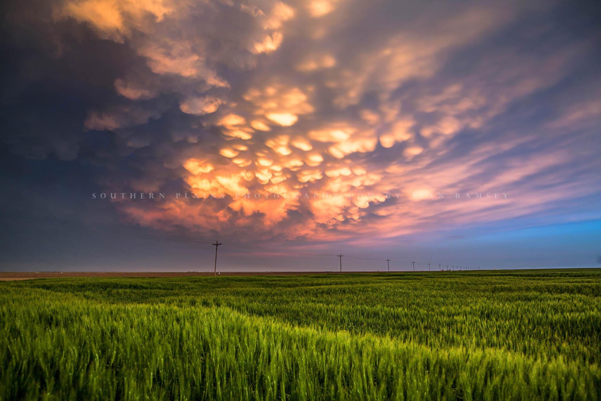 Mammatus Clouds Kansas • Print | Canvas | Metal | Framed • Wheat Field, Sunset, Sky, Storm, Nature, Photography, Picture, Wall Art, Decor