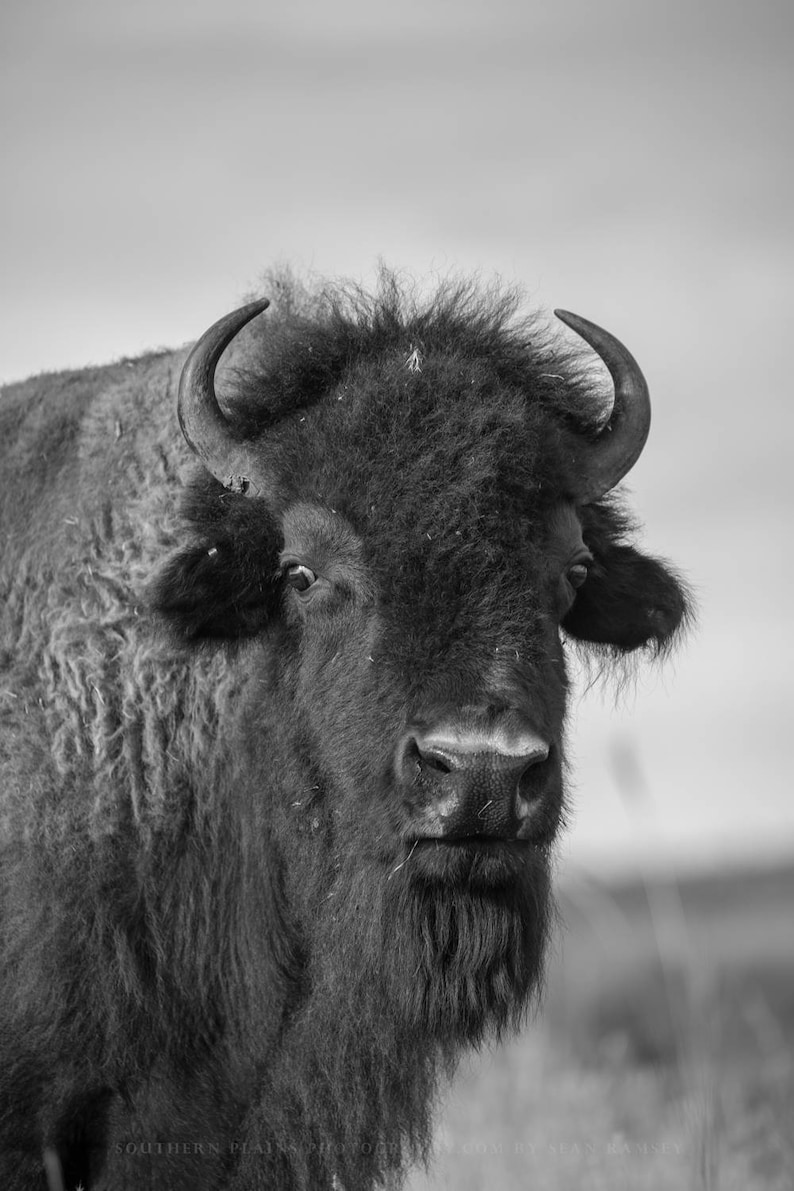 Picture of Buffalo on Oklahoma Tallgrass Prairie Bison Photography Art Print
