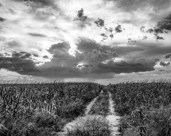 Country Photography Print - Black and White Picture of Path in Corn Field Leading to Big Sky in Nebraska Midwest Wall Art Farmhouse Decor