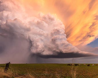 Storm Photography Print - Picture of Incredible Thunderstorm in Golden Sunlight Over Cattle in Field in Southern Kansas Fine Art Photo Decor
