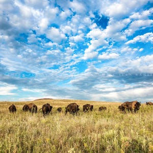 Buffalo Herd Oklahoma • Print | Canvas | Metal | Framed • Bison, Tallgrass Prairie, Wildlife, Western, Photography, Picture, Wall Art
