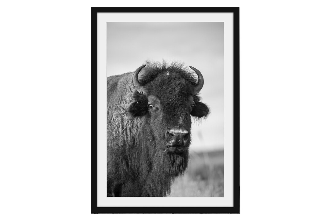 Buffalo Wall Art Vertical Black and White Picture of Bison Etsy