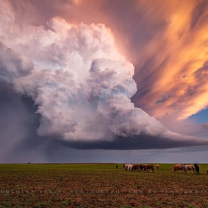 Storm Photography Print - Picture of Supercell Thunderstorm Over Field with Cows in Kansas - Weather Wall Art Photo Artwork Decor