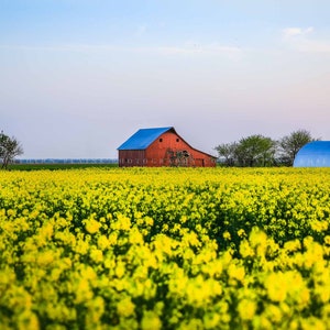 Country Photography Print - Picture of Red Barn in Canola Field on Spring Evening in Oklahoma Farm Wall Art Farmhouse Decor
