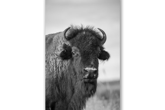 Büffel Fotografie Druck Schwarz Weiß Vertikal Bild von Bison at Tallgrass  Prairie Preserve Oklahoma Tier Wand Kunst Western Decor -  Schweiz