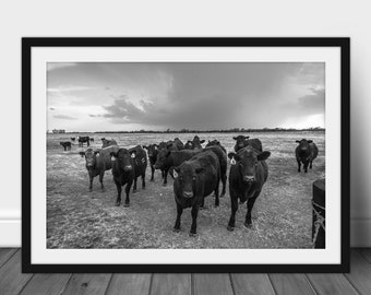 Framed and Matted Print - Black and White Picture of Angus Cow Herd and Storm in Kansas Cattle Photography Country Wall Art Farm Decor