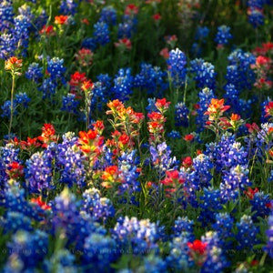 Wildflower Photography Print - Picture of Bluebonnets and Indian Paintbrush Flowers on Spring Day in Texas Floral Wall Art Nature Decor