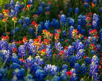 Wildflower Photography Print - Picture of Bluebonnets and Indian Paintbrush Flowers on Spring Day in Texas Floral Wall Art Nature Decor