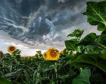 Nature Photography Print - Picture of Sunflowers Under Storm Clouds on Summer Day in Kansas - Country Farmhouse Photo Artwork Decor