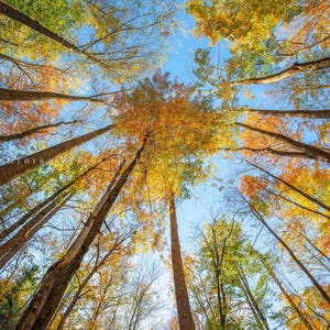May include: A view of a forest canopy with tall trees reaching up towards a bright blue sky. The leaves are a mix of green, yellow, and orange, creating a vibrant autumnal scene.