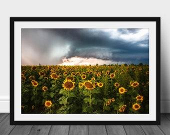 Sunflower Field Framed Print Kansas Storm Country Landscape Wall Art