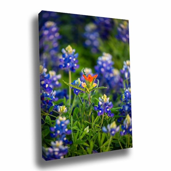 Wildflower Canvas Wall Art Gallery Wrap of Indian Paintbrush Standing Out in Bluebonnets in Texas Wildflower Photography Nature Decor