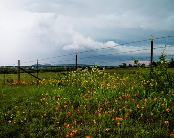 Country Photography Print - Picture of Wildflowers and Barbed Wire Fence on Stormy Day in Texas - Farmhouse Decor Wall Art Photo Artwork